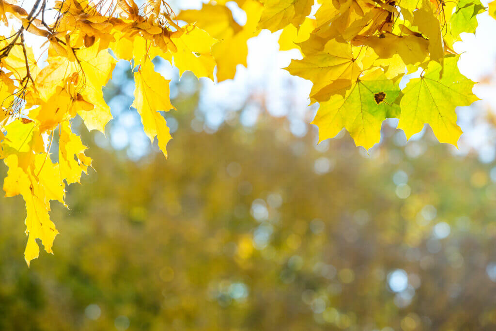 8 Smart Reasons for Fall Heater Maintenance